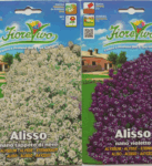 Alisso Flower Seeds
