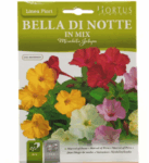 Bella Di Notte Flower Seeds