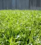 Bermuda Lawn Seeds