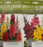 Bocca Di Leone Flower Seeds