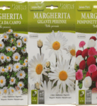 Margherita Flower Seeds