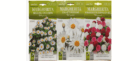 Margherita Flower Seeds