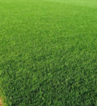 Ryegrass  Lawn Seeds