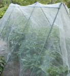 Anti Insect Netting- Italy