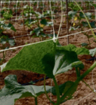 Climbing Plant Net- Italy