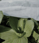 Non Woven Protection- Italy