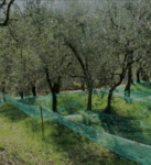 Olive Harvesting Net- Italy