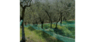 Olive Harvesting Net- Italy