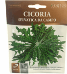 Cicoria Selvatica Da Campo Seeds