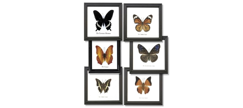 Butterfly and Insect Collections